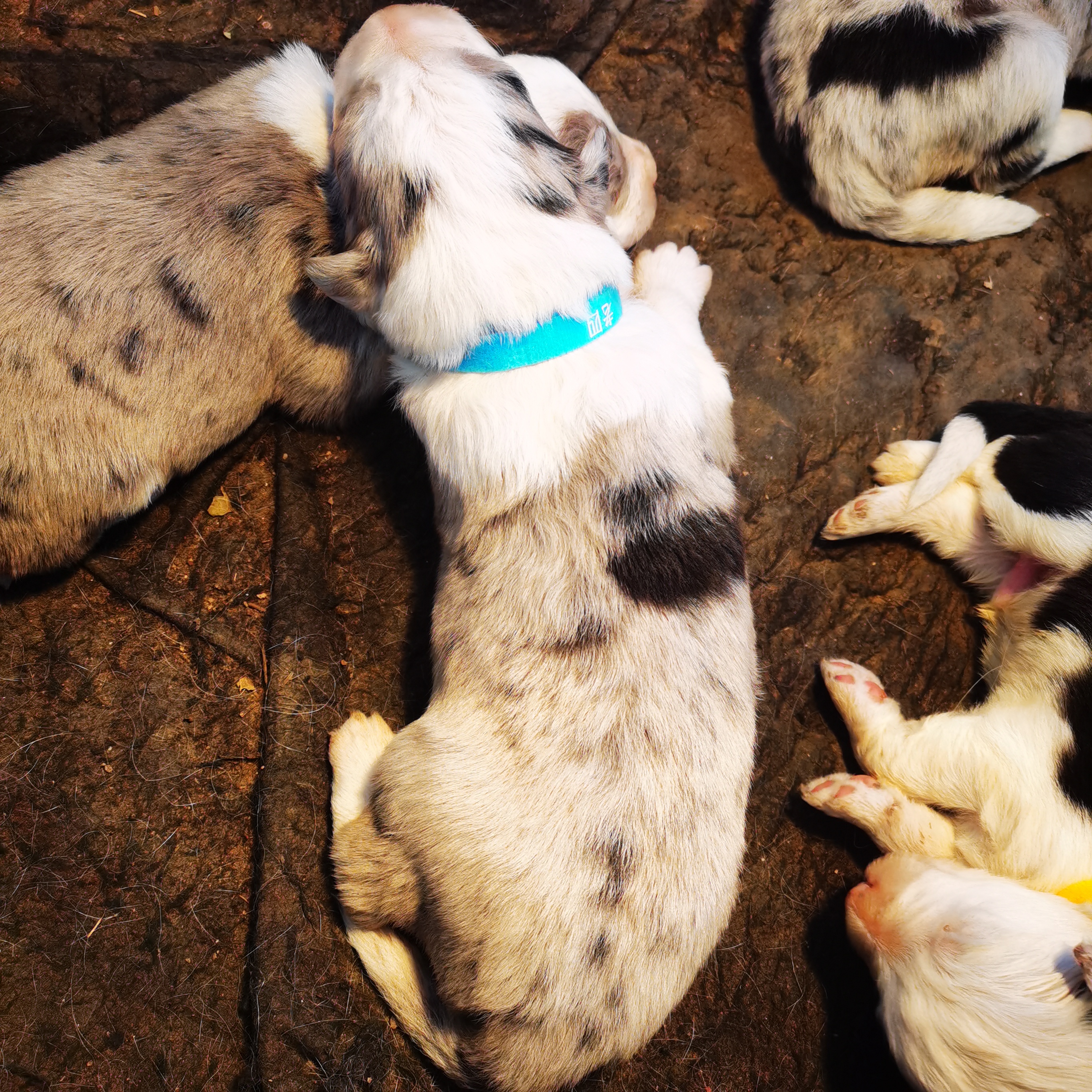 现在预定直降300，有4公有3母，老大老五老七是母，黑白特价1300